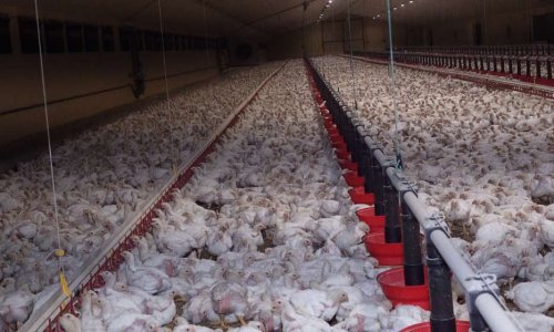 Refusons lu0027élevage intensif dans les Monts du Lyonnais 